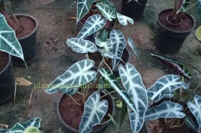 Buy Syngonium Plant in Delhi