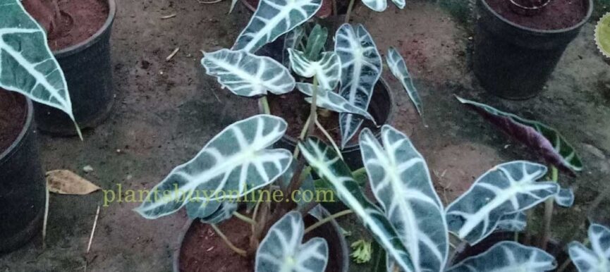 Syngonium Plant