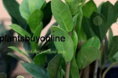 Zamia Palm buy online