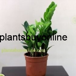 buy Zamia plant