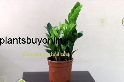 buy Zamia plant