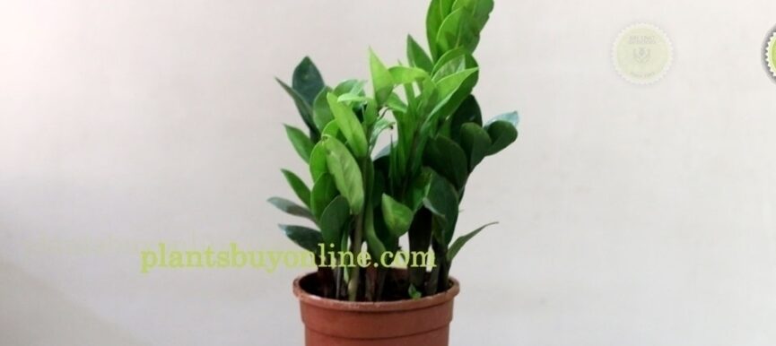 Buy Zamia Plant Online