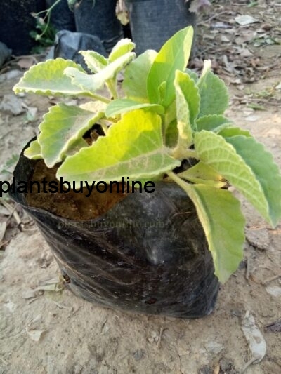 ajwain thyme plant buy online