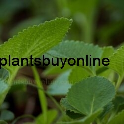 buy ajwain thyme plant online