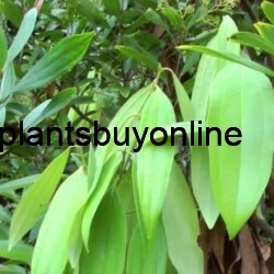 dalchini-cinamon-plant