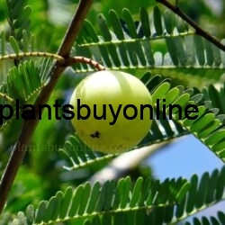 buy Indian Gooseberry - Amla Plant