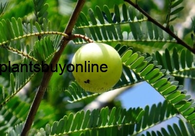 buy Indian Gooseberry - Amla Plant