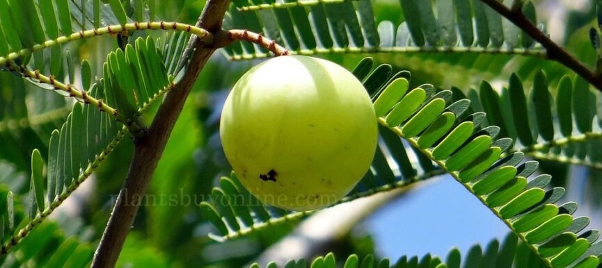 Indian Gooseberry - Amla Plant