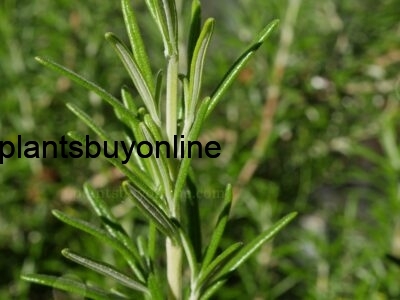 buy rosemary plant online
