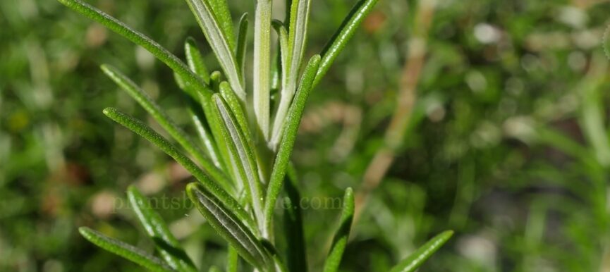 Rosemary - Plant