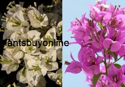 buy bouganville plant online