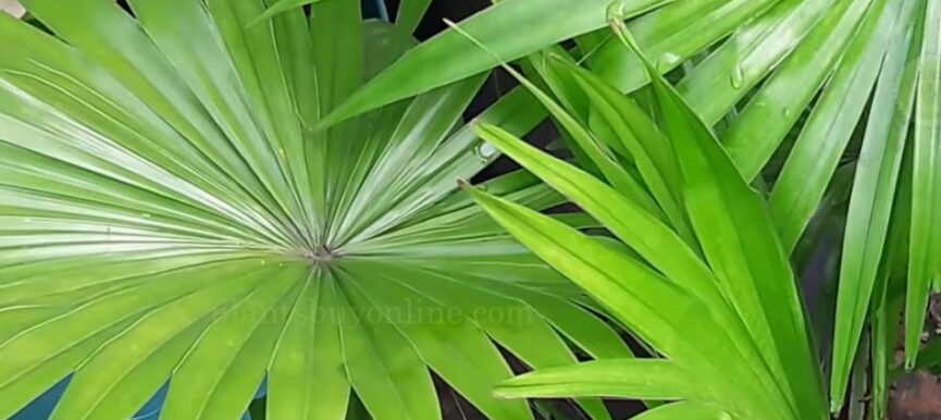 China Palm