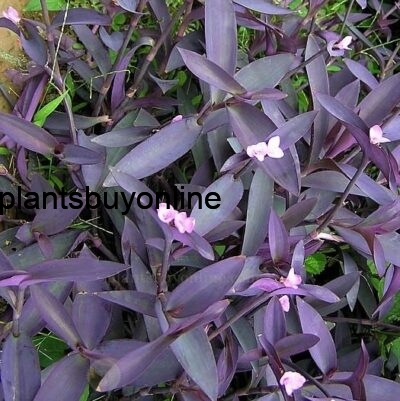 buy purple heart plant online