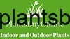 Buy Plants online -  Indoor and Outdoor Plants